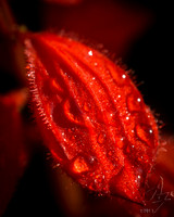 Salvia Petal
