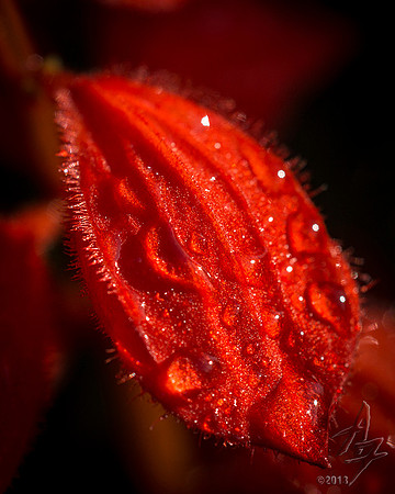 Salvia Petal