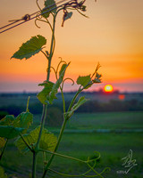 grape vine