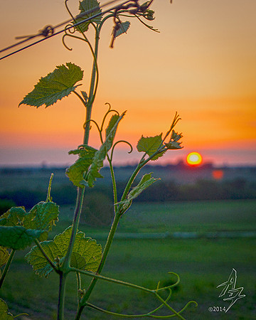 grape vine