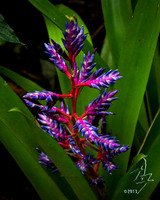 jungle colors