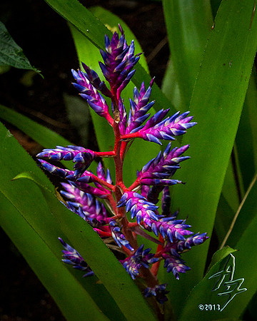 jungle colors