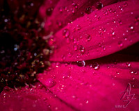 Daisy Droplets