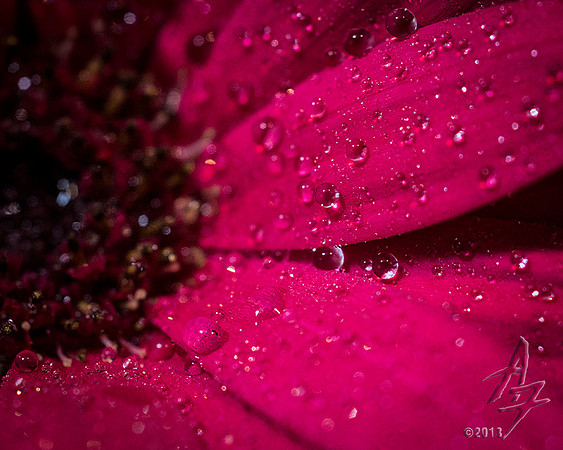 Daisy Droplets