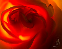 Back Lit Rose