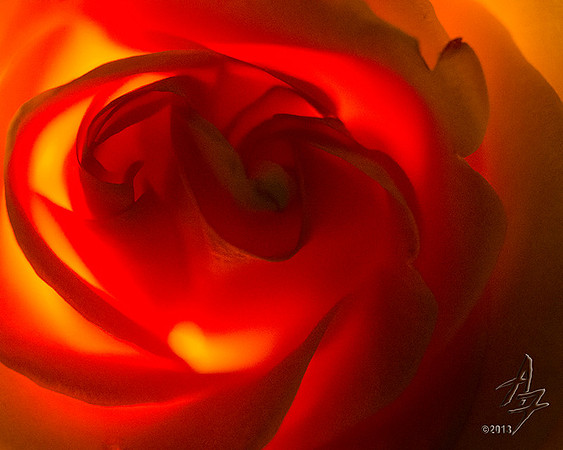 Back Lit Rose