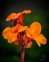 eveing bloom