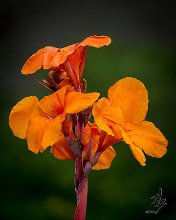 eveing bloom