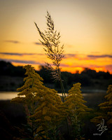 goldenrod