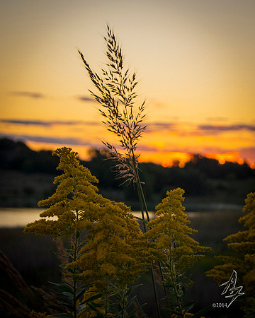 goldenrod