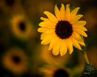 morning sunflower
