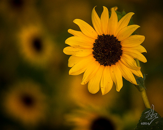 morning sunflower