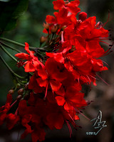 red blooms