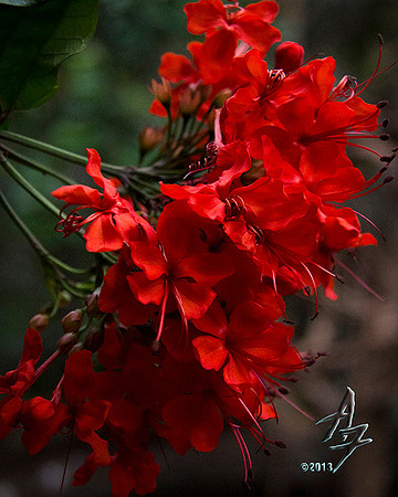 red blooms
