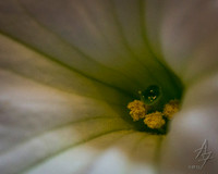 Petunia Parts