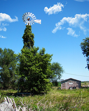 windmill vines