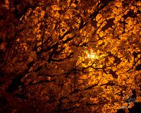 Flowering Pear Tree