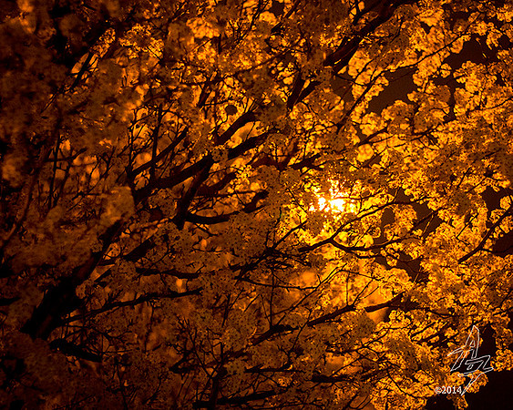 Flowering Pear Tree