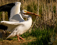 Pelican Dance