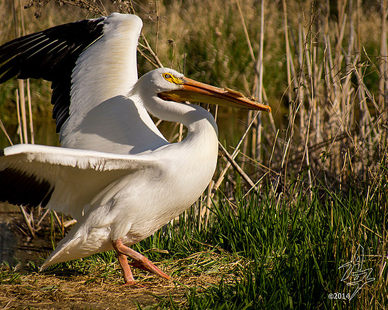 Pelican Dance