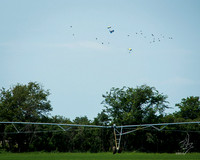 Avian Escorts 001