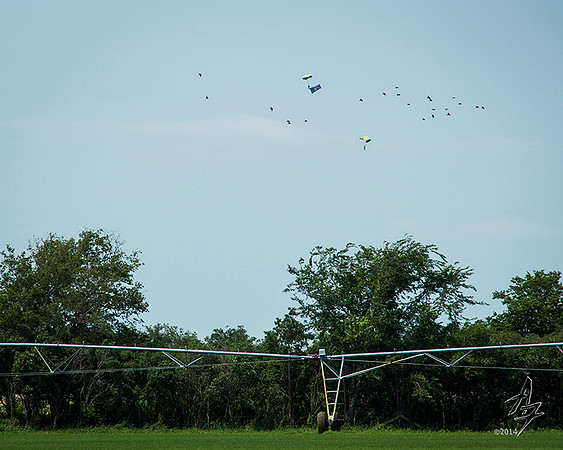 Avian Escorts 001