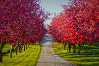 Country Lane