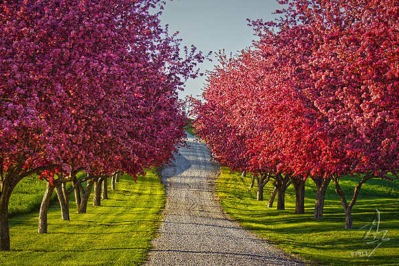 Country Lane